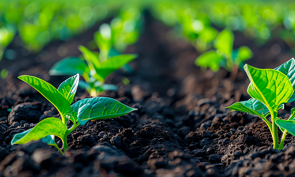 Las escalas del territorio. Territorio y economía: un análisis de escalas convergentes | ✎ Teresa Táboas Veleiro